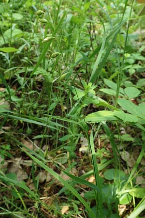 Melica picta \ Buntes Perlgras / Colorful Melick, D Gochsheim 17.5.2018