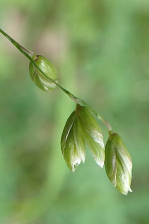 Melica picta \ Buntes Perlgras / Colorful Melick, D Gochsheim 17.5.2018