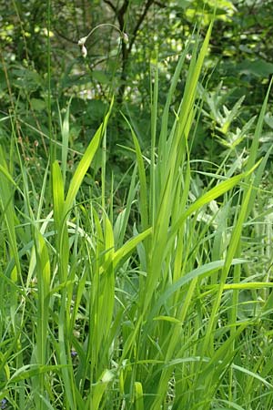 Melica picta \ Buntes Perlgras / Colorful Melick, D Gochsheim 17.5.2018