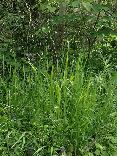Melica picta \ Buntes Perlgras / Colorful Melick, D Gochsheim 17.5.2018