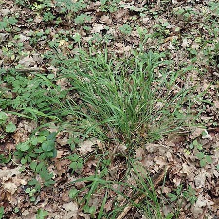Melica picta \ Buntes Perlgras / Colorful Melick, D Gochsheim 17.5.2018
