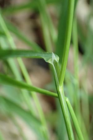 Melica picta \ Buntes Perlgras / Colorful Melick, D Gochsheim 17.5.2018
