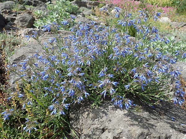 Moltkia petraea \ Felsen-Moltkie / Moltkia, D Botan. Gar. Krefeld 13.6.2019