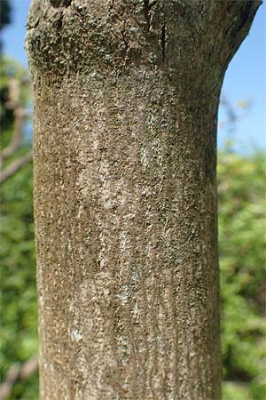 Vitex agnus-castus \ M�nchspfeffer, Keuschbaum / Chaste-Berry Tree, D Weinheim an der Bergstra&szlig;e, Botan. Gar.  Hermannshof 7.5.2020
