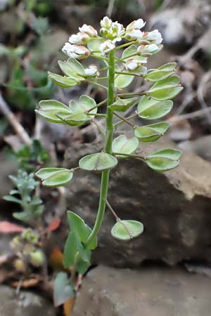 Microthlaspi perfoliatum \ �hrchen-Kleint�schelkraut, St�ngelumfassendes Hellerkraut / Perfoliate Penny-Cress, Claspleaf Penny-Cress, D Rheinhessen, Flonheim 2.4.2021