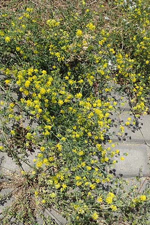 Medicago x varia, Sand Lucerne