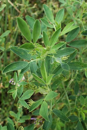Medicago sativa \ Luzerne, Saat-Luzerne / Lucerne, Alfalfa, D Hohwacht 13.9.2021