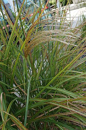 Miscanthus sinensis \ Chinaschilf, Elefanten-Gras / Chinese Silver Grass, Japanese Silver Grass, D Offenburg 3.9.2022