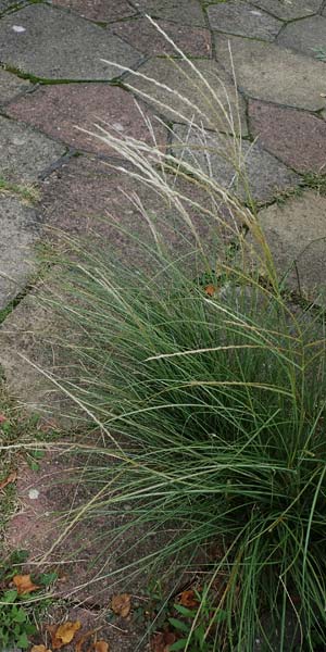 Miscanthus sinensis \ Chinaschilf, Elefanten-Gras / Chinese Silver Grass, Japanese Silver Grass, D Mannheim 16.9.2022