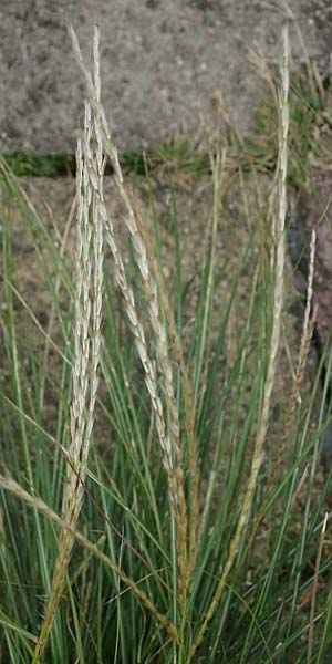 Miscanthus sinensis \ Chinaschilf, Elefanten-Gras / Chinese Silver Grass, Japanese Silver Grass, D Mannheim 16.9.2022