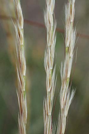 Miscanthus sinensis \ Chinaschilf, Elefanten-Gras / Chinese Silver Grass, Japanese Silver Grass, D Mannheim 16.9.2022