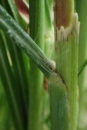Miscanthus sinensis \ Chinaschilf, Elefanten-Gras / Chinese Silver Grass, Japanese Silver Grass, D Mannheim 16.9.2022