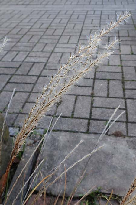 Miscanthus sinensis \ Chinaschilf, Elefanten-Gras / Chinese Silver Grass, Japanese Silver Grass, D Mannheim 23.11.2022