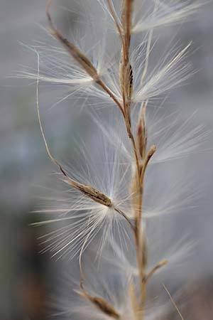 Miscanthus sinensis \ Chinaschilf, Elefanten-Gras / Chinese Silver Grass, Japanese Silver Grass, D Mannheim 23.11.2022
