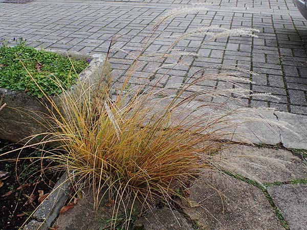 Miscanthus sinensis \ Chinaschilf, Elefanten-Gras / Chinese Silver Grass, Japanese Silver Grass, D Mannheim 9.12.2022