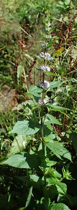 Mentha x smithiana \ Rote Minze / Smith's Mint, Red Mint, D Warstein 2.8.2023