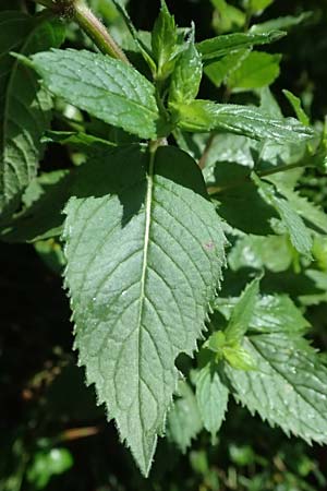 Mentha x smithiana \ Rote Minze / Smith's Mint, Red Mint, D Warstein 2.8.2023