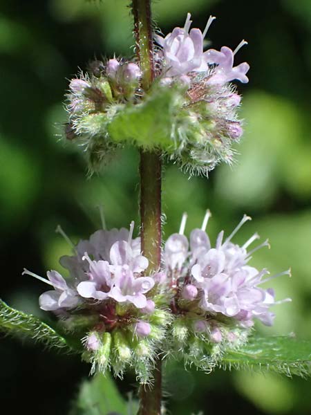Mentha x smithiana \ Rote Minze / Smith's Mint, Red Mint, D Warstein 2.8.2023
