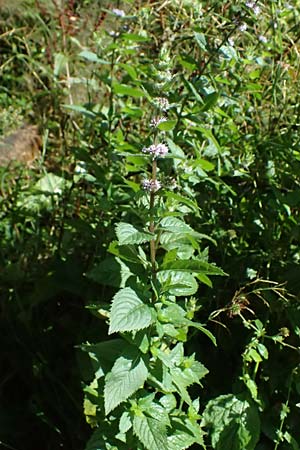 Mentha x smithiana \ Rote Minze / Smith's Mint, Red Mint, D Warstein 2.8.2023