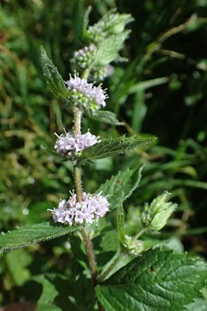 Mentha x smithiana \ Rote Minze / Smith's Mint, Red Mint, D Warstein 2.8.2023