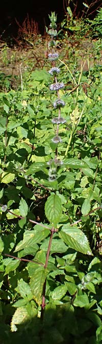 Mentha x smithiana \ Rote Minze / Smith's Mint, Red Mint, D Warstein 2.8.2023