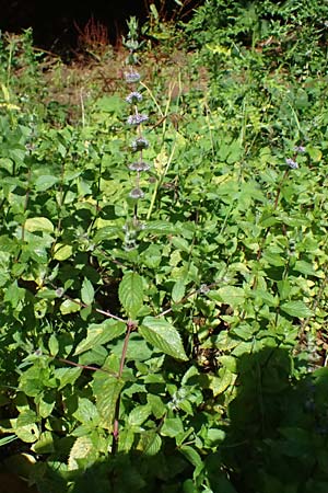 Mentha x smithiana \ Rote Minze / Smith's Mint, Red Mint, D Warstein 2.8.2023