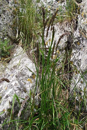 Melica transsilvanica \ Siebenb�rgen-Perlgras / Transsilvanian Melick, D M&ouml;ttingen-Lierheim 2.6.2015