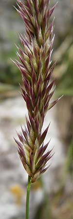 Melica transsilvanica \ Siebenb�rgen-Perlgras / Transsilvanian Melick, D M&ouml;ttingen-Lierheim 2.6.2015