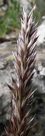 Melica transsilvanica \ Siebenb�rgen-Perlgras / Transsilvanian Melick, D M&ouml;ttingen-Lierheim 2.6.2015