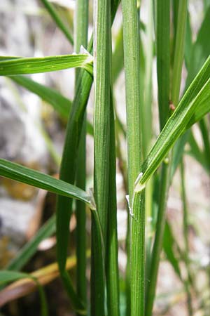 Melica transsilvanica \ Siebenb�rgen-Perlgras / Transsilvanian Melick, D M&ouml;ttingen-Lierheim 2.6.2015
