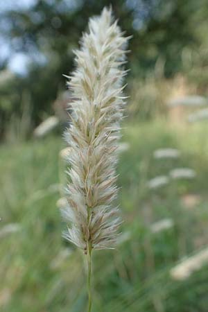 Melica transsilvanica \ Siebenb�rgen-Perlgras / Transsilvanian Melick, D Mannheim 9.6.2018