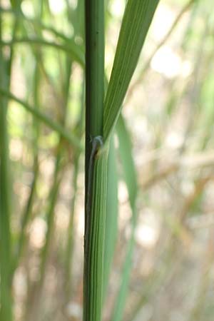 Melica transsilvanica \ Siebenb�rgen-Perlgras / Transsilvanian Melick, D Mannheim 9.6.2018