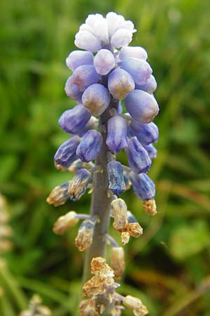 Muscari armeniacum \ Armenische Traubenhyazinthe / Armenian Grape Hyacinth, D &Ouml;stringen-Eichelberg 5.5.2015