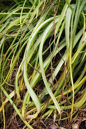 Muscari armeniacum \ Armenische Traubenhyazinthe / Armenian Grape Hyacinth, D &Ouml;stringen-Eichelberg 5.5.2015