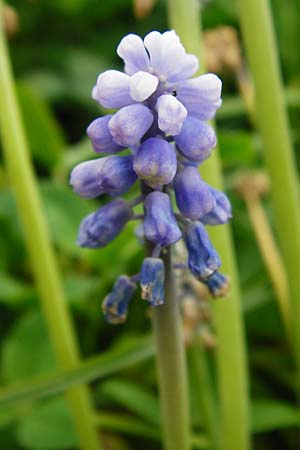 Muscari armeniacum \ Armenische Traubenhyazinthe / Armenian Grape Hyacinth, D &Ouml;stringen-Eichelberg 5.5.2015
