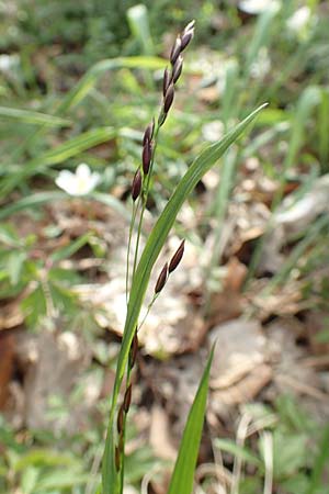 Melica uniflora \ Einbl�tiges Perlgras / Wood Melick, D Kraichgau, Malsch 8.4.2016