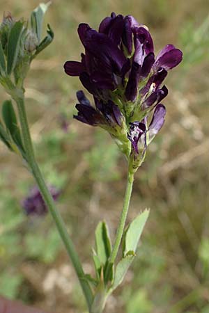 Medicago x varia \ Bastard-Luzerne, D Sachsen-Anhalt, Hornburg 17.6.2023