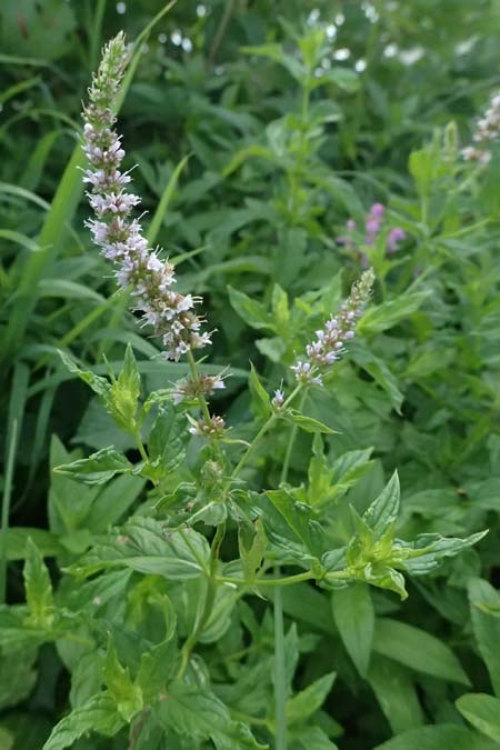 Mentha spicata \ Gr�ne Minze, �hrige Minze / Spear-Mint, D Trennfurt 30.8.2025