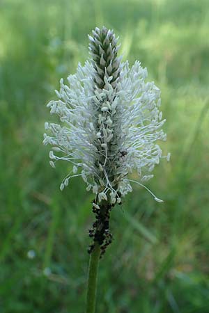 Plantago media, Hoary Plantain