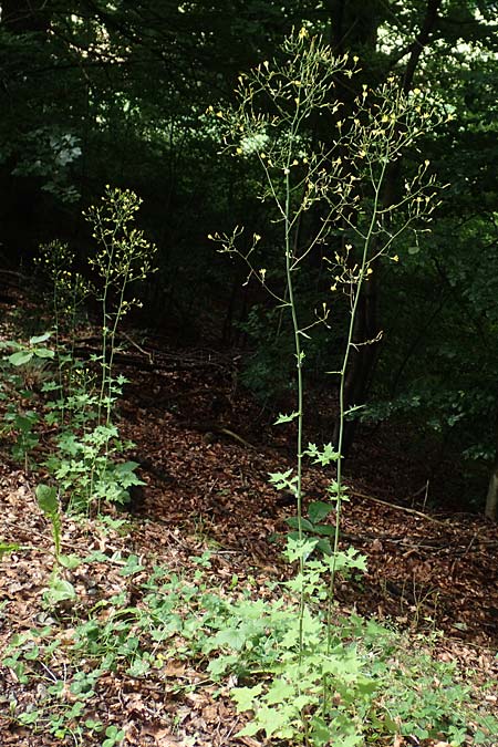 Mycelis muralis \ Gemeiner Mauer-Lattich / Wall Lettuce, D Breuberg 25.6.2016