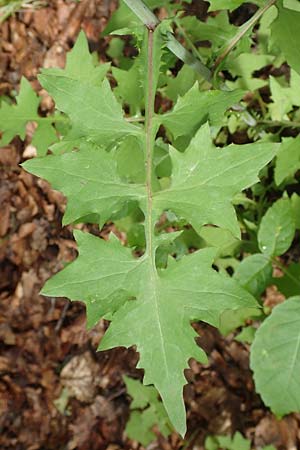 Mycelis muralis \ Gemeiner Mauer-Lattich / Wall Lettuce, D Breuberg 25.6.2016