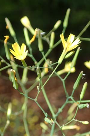 Mycelis muralis \ Gemeiner Mauer-Lattich / Wall Lettuce, D Breuberg 25.6.2016
