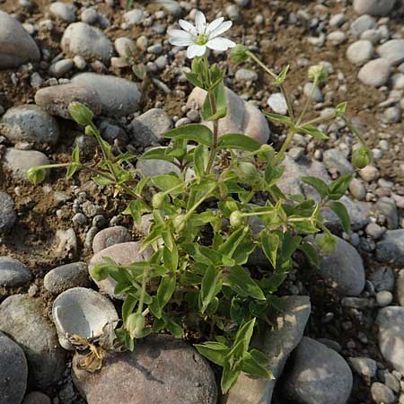 Stellaria aquatica \ Wassermiere, Wasserdarm / Water Checkweed, D Pfalz, Speyer 19.10.2018