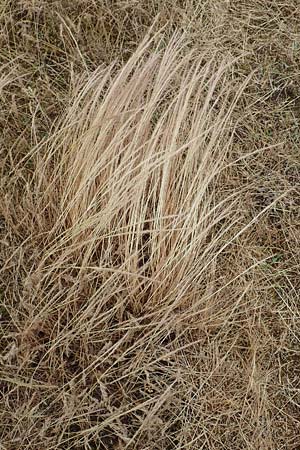 Festuca ambigua \ Atlantischer Federschwingel / Purple Fescue, D Hockenheim 6.6.2019
