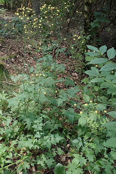 Mycelis muralis \ Gemeiner Mauer-Lattich / Wall Lettuce, D Bad D&uuml;rkheim 20.6.2019