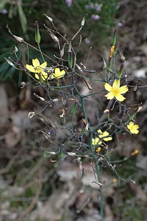 Mycelis muralis \ Gemeiner Mauer-Lattich / Wall Lettuce, D Wachenheim 3.9.2023