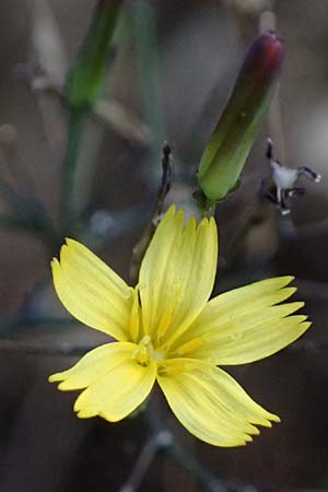 Mycelis muralis \ Gemeiner Mauer-Lattich / Wall Lettuce, D Wachenheim 3.9.2023