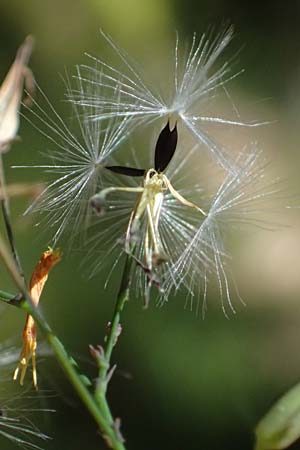 Mycelis muralis \ Gemeiner Mauer-Lattich / Wall Lettuce, D Erfweiler 11.8.2024