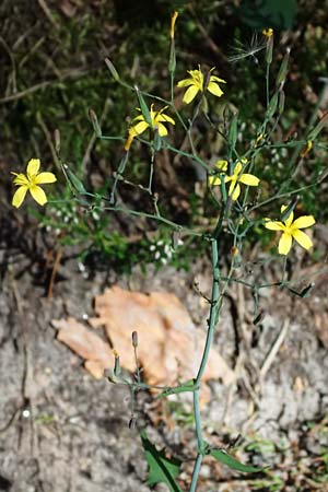 Mycelis muralis \ Gemeiner Mauer-Lattich / Wall Lettuce, D Erfweiler 11.8.2024