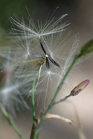 Mycelis muralis \ Gemeiner Mauer-Lattich / Wall Lettuce, D Erfweiler 11.8.2024